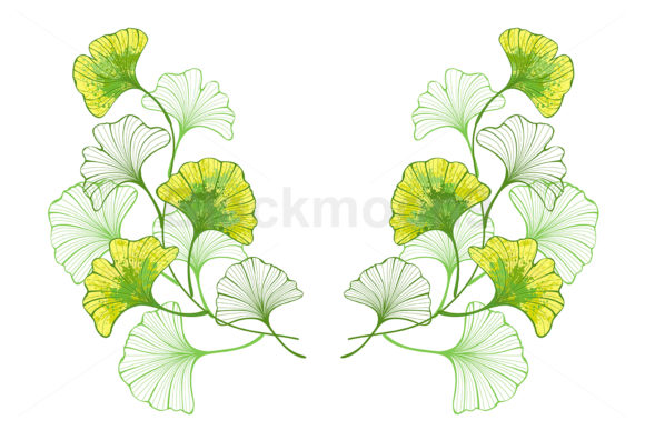 Download Colorful Leaves of Ginko Biloba - Colorful Collection